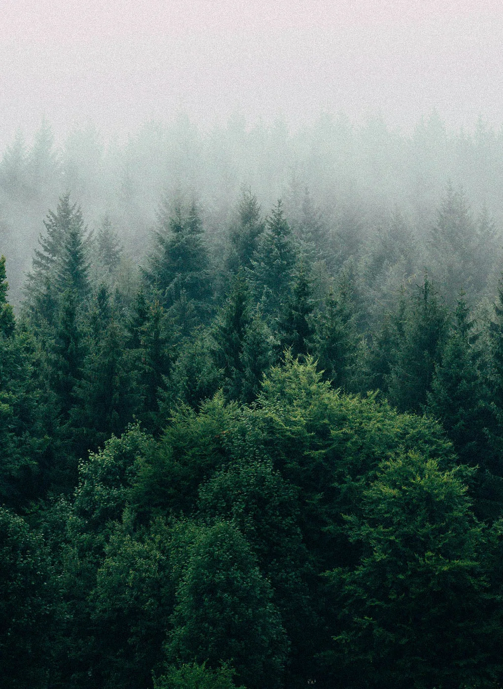 For every mood, a calming experience.